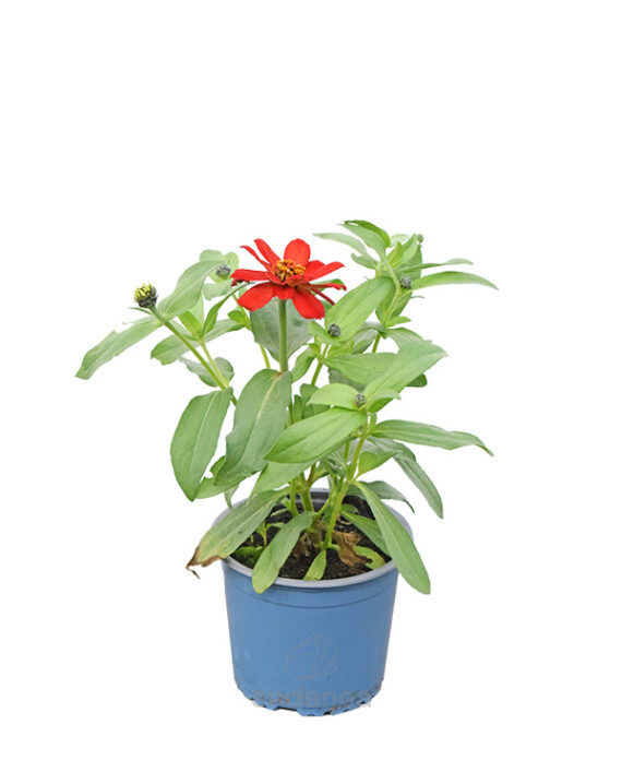 Zinnia Elegans Km0 Planta de Exterior