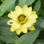 Zinnia Elegans Km0 Planta de Exterior Amarilla