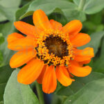 Zinnia Elegans Km0 Planta de Exterior Naranja