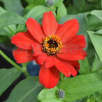 Zinnia Elegans Km0 Planta de Exterior Rojo