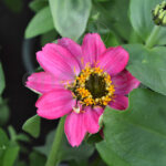 Zinnia Elegans Km0 Planta de Exterior Rosa
