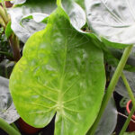 Alocasia Cucullata Planta de interior Tropical Hojas