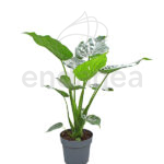 Alocasia Cucullata Planta de interior Tropical