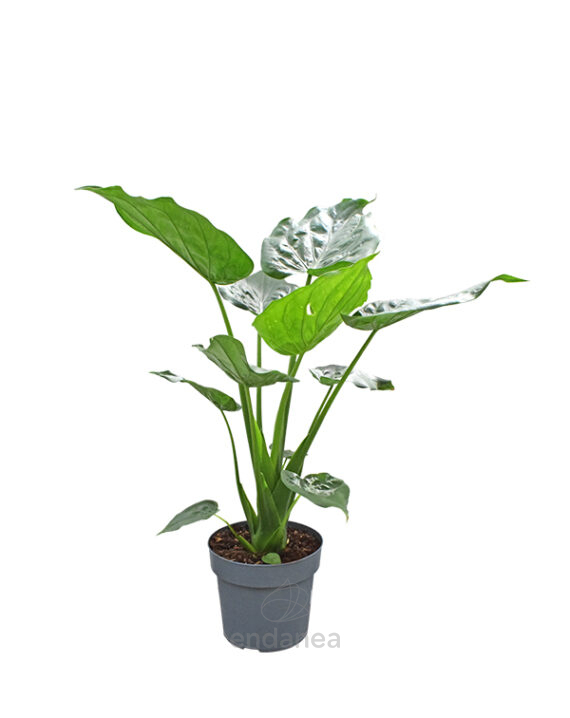 Alocasia Cucullata Planta de interior Tropical