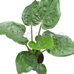 Alocasia Cucullata Planta de interior Tropical
