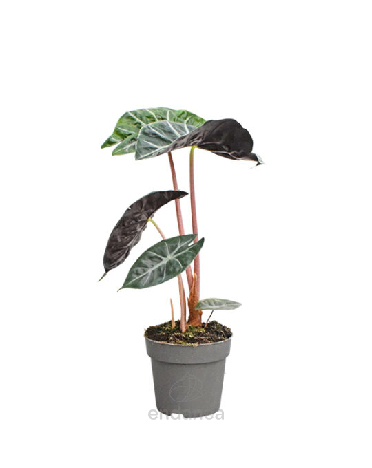 alocasia-pink-dragon-planta-de-interior