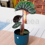 Alocasia Pink Dragon Planta de Interior