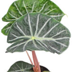 Alocasia Pink Dragon Planta de Interior
