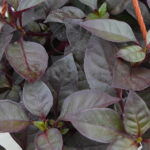 Alternanthera Km0 Cuenco Planta de Exterior Detalle hojas