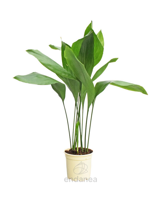 aspidistra-elatior-planta-de-interior-verde