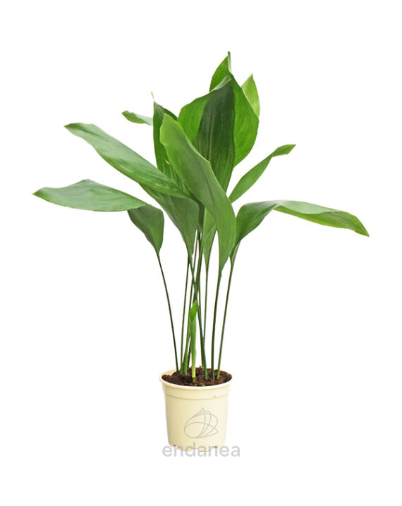 Aspidistra Elatior Planta de Interior