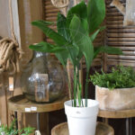 Aspidistra Elatior Planta de Interior