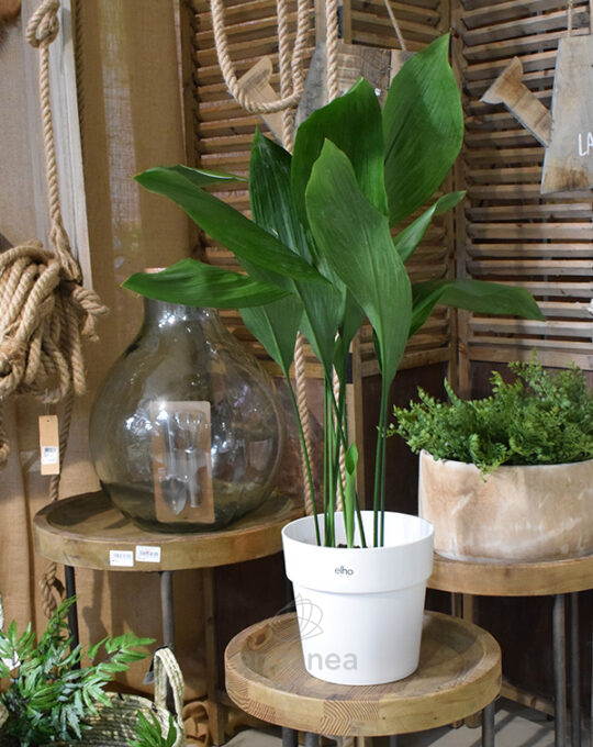 aspidistra-elatior-planta-de-interior-verde-decoracion