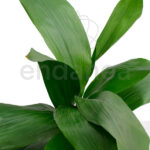 Aspidistra Elatior Planta de Interior