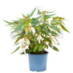 Begonia Boliviensis Km0 Planta de Exterior Blanca