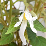 Begonia Boliviensis Km0 Planta de Exterior Blanca