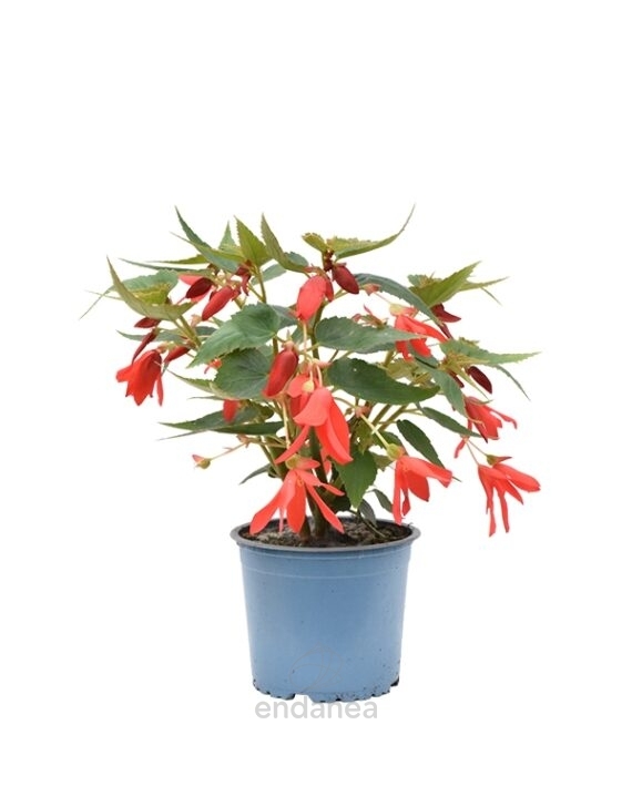 Begonia Boliviensis Km0 Planta de Exterior Roja