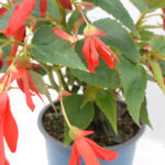 Begonia Boliviensis Km0 Planta de Exterior Roja