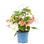 Begonia Boliviensis Km0 Planta de Exterior Rosa