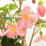 Begonia Boliviensis Km0 Planta de Exterior Rosa