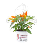 Capsicum Pimiento Decorativo Planta de Exterior e Interior