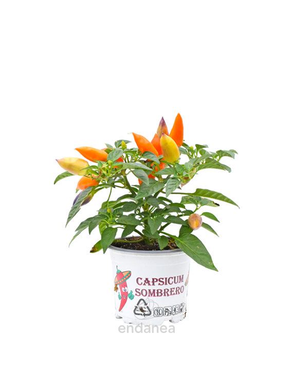 Capsicum Pimiento Decorativo Planta de Exterior e Interior