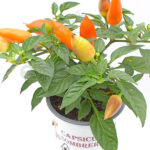 Capsicum Pimiento Decorativo Planta de Exterior e Interior