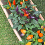 Capsicum Pimiento Decorativo Planta de Exterior e Interior