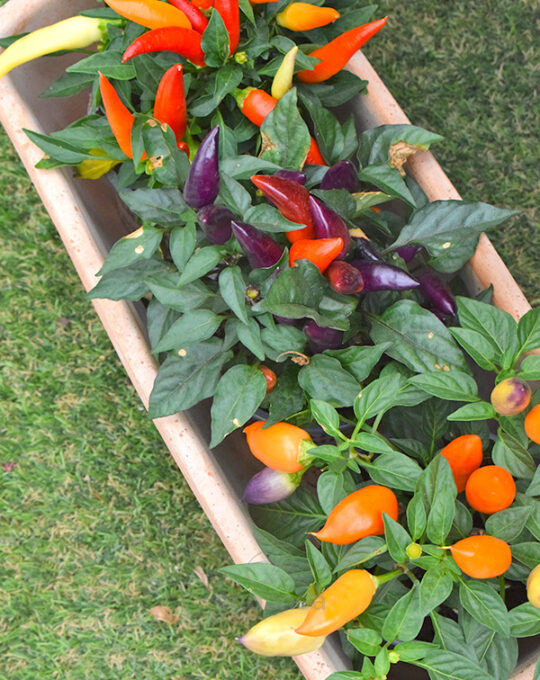 capsicum-pimiento-ornamental-planta-de-exterior-interior