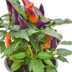 Capsicum Pimiento Decorativo Planta de Exterior e Interior