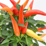 Capsicum Pimiento Decorativo Planta de Exterior e Interior