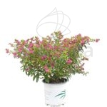 Cuphea Hyssopifolia Planta de Exterior