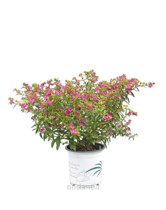 Cuphea Hyssopifolia Planta de Exterior