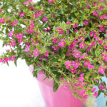 Cuphea Hyssopifolia Planta de Exterior