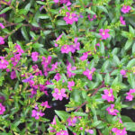 Cuphea Hyssopifolia Planta de Exterior