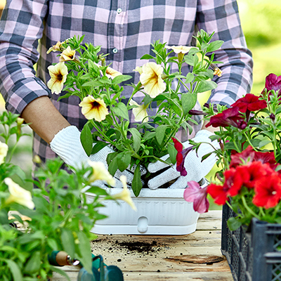 Curso Mantenimiento Plantas en Maceta