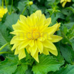 Dahlia Planta Km0 Planta de Exterior