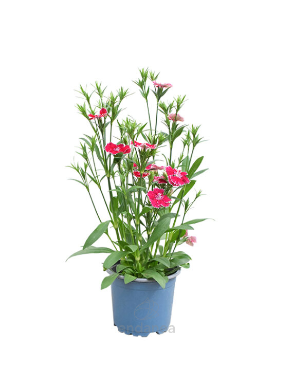 Dianthus Chinensis Km0 (Clavel Chino)