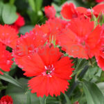 Dianthus Chinensis Km0 (Clavel Chino) Rojo