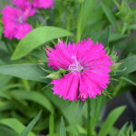 Dianthus Chinensis Km0 (Clavel Chino) Rosa