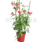 Gloriosa Rothschildiana Red Planta de Interior y Exterior