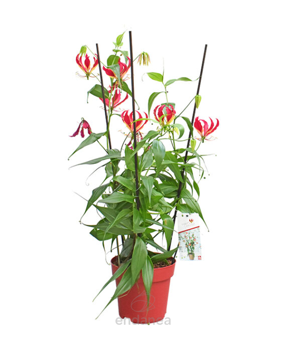 Gloriosa Rothschildiana Red Planta de Interior y Exterior