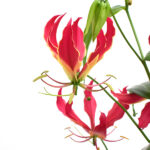 Gloriosa Rothschildiana Red Planta de Interior y Exterior Flores