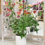 Gloriosa Rothschildiana Red Planta de Interior y Exterior