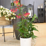 Gloriosa Rothschildiana Red Planta de Interior y Exterior