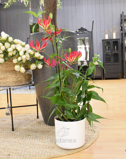 gloriosa-rothschildiana-red-planta-interior-flor-decoracion
