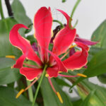 Gloriosa Rothschildiana Red Planta de Interior y Exterior flores