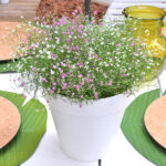 Gypsophila o Velo de Novia Planta de Exterior