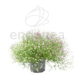 Gypsophila o Velo de Novia Planta de Exterior