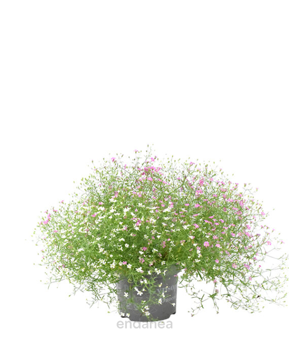 Gypsophila o Velo de Novia Planta de Exterior